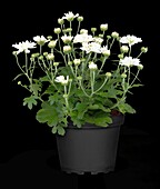 Chrysanthemum multiflora, white