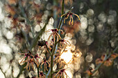 Hamamelis x intermedia 'Spanish Spider'