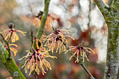 Hamamelis x intermedia 'Spanish Spider'