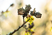 Hamamelis x intermedia 'Arnold Promise'