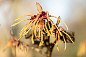 Hamamelis x intermedia 'Aurora'