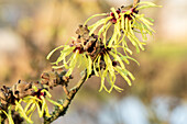 Hamamelis x intermedia 'Sunburst'