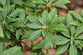 Pieris japonica 'Cupido'