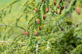 Tsuga canadensis 'Aurea'