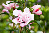 Hibiscus syriacus 'Lady Stanley'