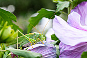 Grashüpfer auf Hibiskusblüte