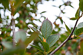 Stewartia pseudocamellia