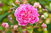 Rosa 'Aristide Briand'