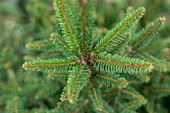 Picea abies 'Remonti'