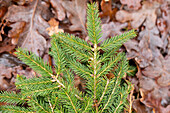 Picea abies 'Tabuliformis'