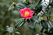 Camellia japonica 'Spring's Promise'