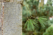 Pinus x schwerinii 'Barmstedt'
