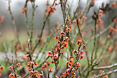 Hamamelis vernalis 'Quasimodo'