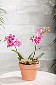 Phalaenopsis Midi