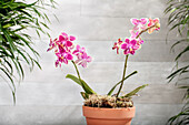 Phalaenopsis Midi