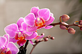 Phalaenopsis Kolibri, rosa