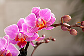 Phalaenopsis Hummingbird, pink