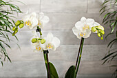 Phalaenopsis hummingbird, white