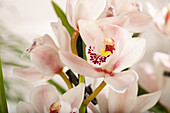 Cymbidium, pink