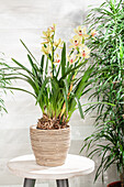 Cymbidium, gelb