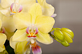 Phalaenopsis multiflora 'Boquetto Sensation'