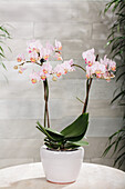 Phalaenopsis Hummingbird 'Japan'