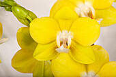 Phalaenopsis 'Waxflower'