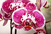 Phalaenopsis 'Elegant Julia'