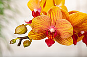 Phalaenopsis multiflora 'Grazia'