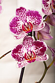 Phalaenopsis 'Asian Pearl'