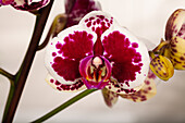 Phalaenopsis 'Purple Rain'