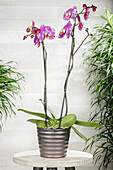 Phalaenopsis grandiflorum 'Victorio'
