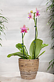 Phalaenopsis 'Liodoro'®