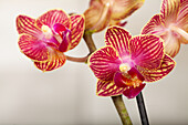 Phalaenopsis, gestreift