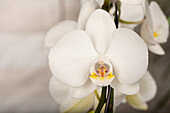 Phalaenopsis 'Mirror Miracle'