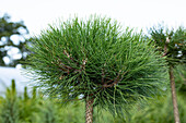 Pinus mugo, trunk