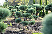 Pinus sylvestris 'Watereri', Pompon