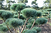 Pinus sylvestris 'Watereri', Pompon