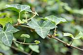 Hedera helix