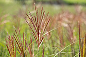 Miscanthus sinensis 'Ferner Osten'