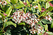 Viburnum tinus