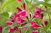 Weigela 'Bristol Ruby'®