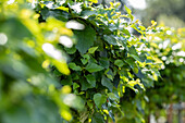 Betula pendula 'Magical Globe', trunk