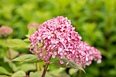 Hydrangea arborescens, pink