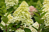 Hydrangea paniculata 'Magical Candle'®