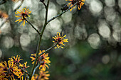 Hamamelis x intermedia 'Harry'