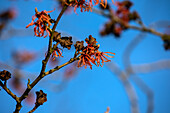 Hamamelis x intermedia 'Jelena'