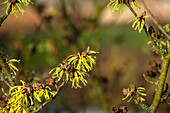 Hamamelis x intermedia 'Sunburst'