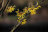 Hamamelis mollis 'Combe Wood'