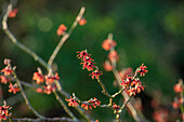 Hamamelis vernalis 'Lansing'